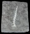 Archimedes Screw Bryozoan Fossil - Illinois #57890-2